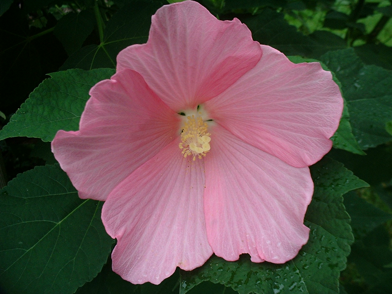 Hibiscus palustris